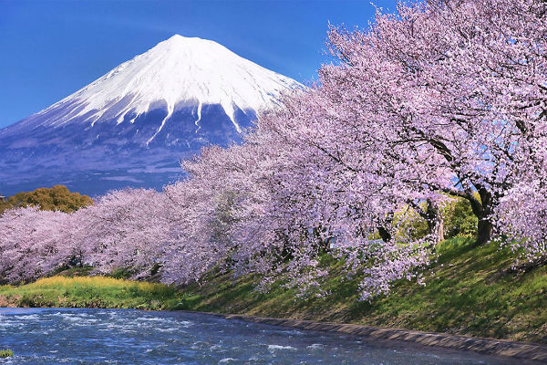 NHẬT BẢN MÙA HOA ANH ĐÀO TOKYO – NÚI PHÚ SỸ 